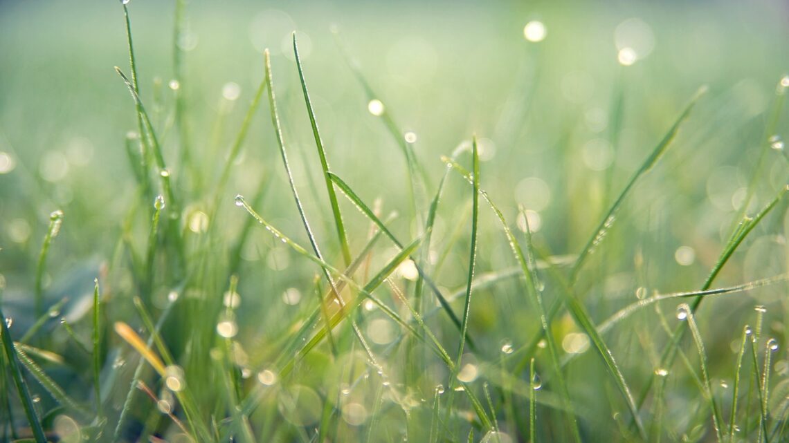 So funktioniert die perfekte Rasenpflege für das richtig schöne Grün im Garten